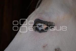 TLAXCALA . CUACOLANDIA