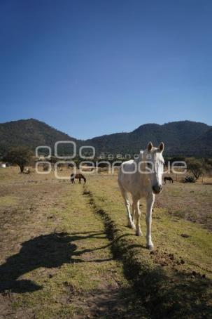 TLAXCALA . CUACOLANDIA