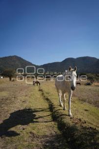 TLAXCALA . CUACOLANDIA