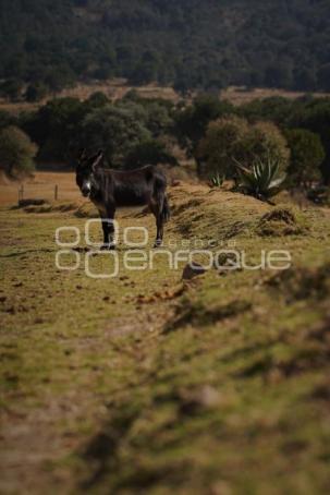 TLAXCALA . CUACOLANDIA