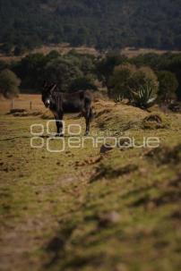 TLAXCALA . CUACOLANDIA
