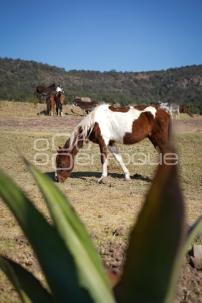 TLAXCALA . CUACOLANDIA