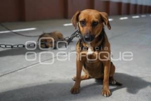 TLAXCALA . ESTERILIZACIÓN PERROS Y GATOS