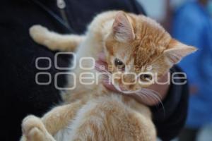 TLAXCALA . ESTERILIZACIÓN PERROS Y GATOS