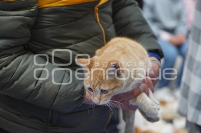 TLAXCALA . ESTERILIZACIÓN PERROS Y GATOS