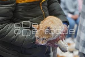 TLAXCALA . ESTERILIZACIÓN PERROS Y GATOS