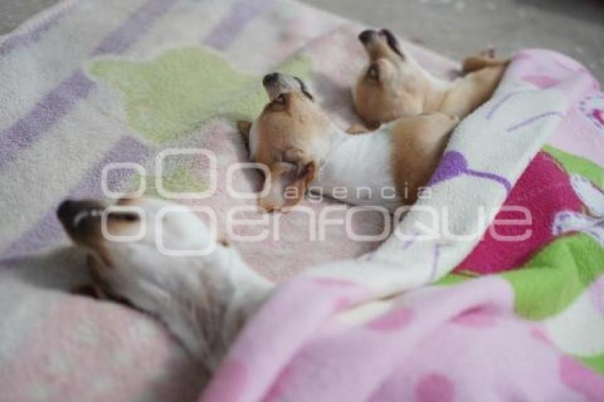 TLAXCALA . ESTERILIZACIÓN PERROS Y GATOS