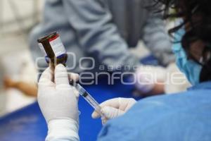 TLAXCALA . ESTERILIZACIÓN PERROS Y GATOS