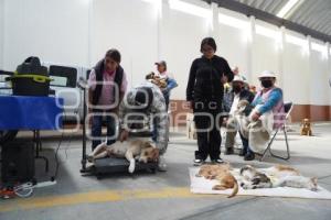 TLAXCALA . ESTERILIZACIÓN PERROS Y GATOS