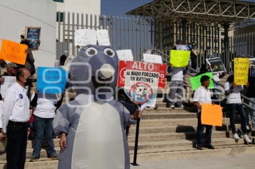 MANIFESTACIÓN . EXPERIMENTOS EN ANIMALES