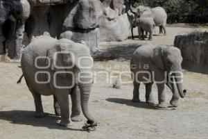 ENTREGA ÁRBOLES NAVIDAD