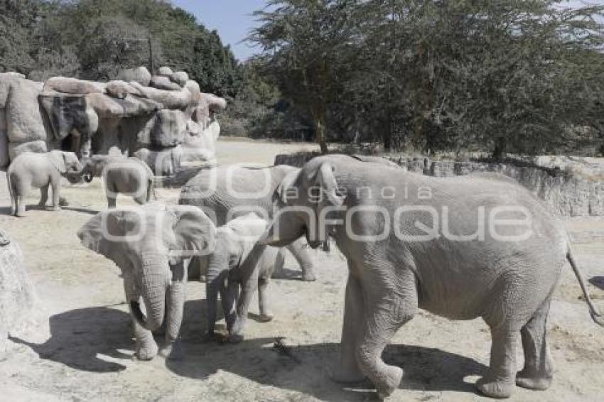 ENTREGA ÁRBOLES NAVIDAD