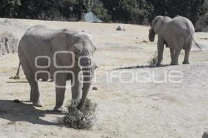 ENTREGA ÁRBOLES NAVIDAD