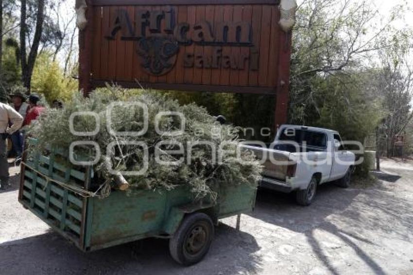 ENTREGA ÁRBOLES NAVIDAD