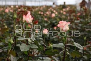 PRODUCCIÓN ROSA POBLANA