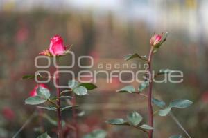 PRODUCCIÓN ROSA POBLANA