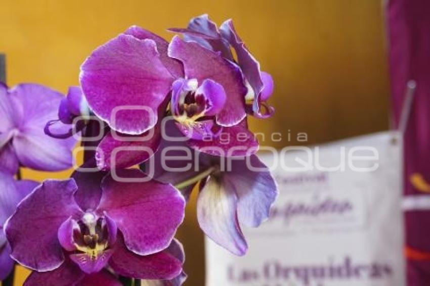 VERACRUZ . FESTIVAL DE LA ORQUÍDEA