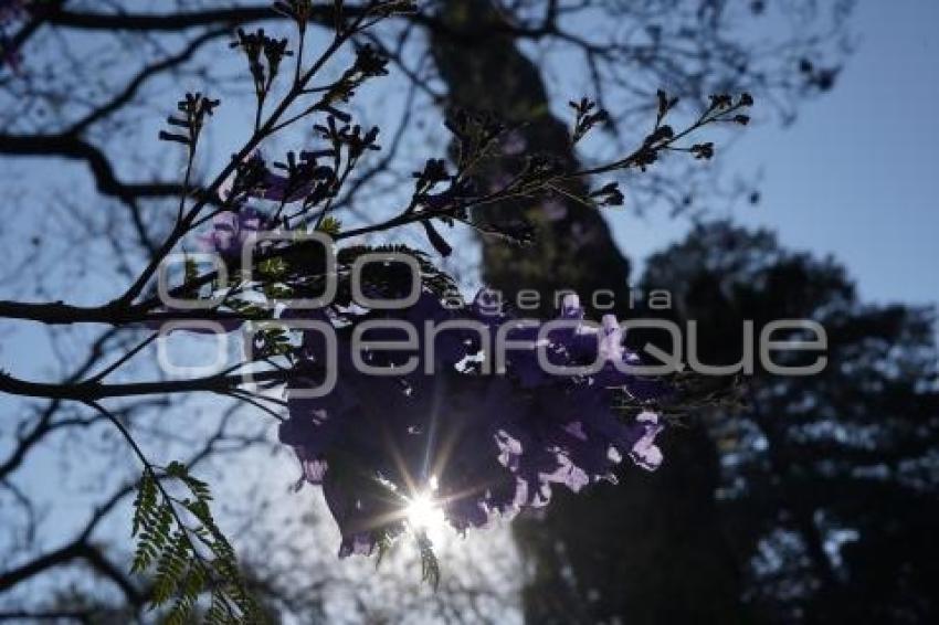 TLAXCALA . JACARANDAS