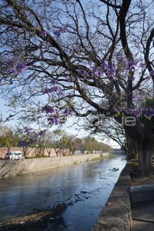 TLAXCALA . JACARANDAS