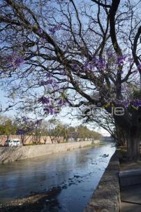 TLAXCALA . JACARANDAS