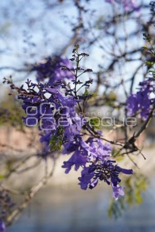 TLAXCALA . JACARANDAS