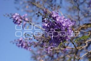TLAXCALA . JACARANDAS
