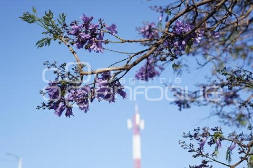 TLAXCALA . JACARANDAS