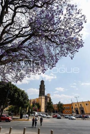 JACARANDAS