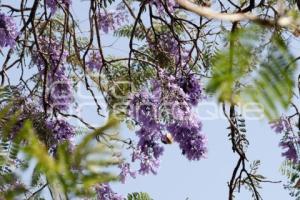 JACARANDAS