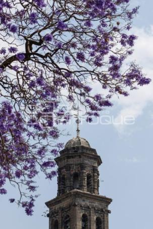 JACARANDAS