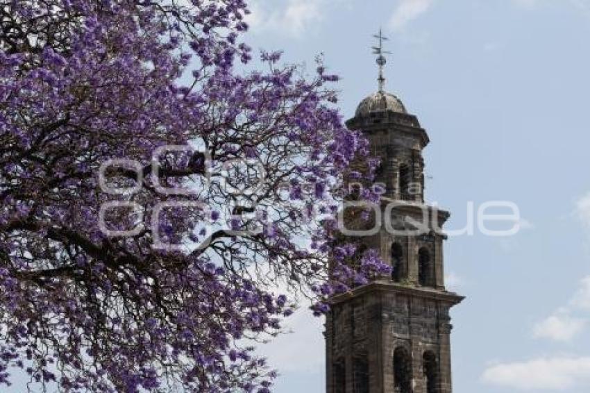 JACARANDAS