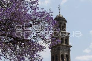 JACARANDAS