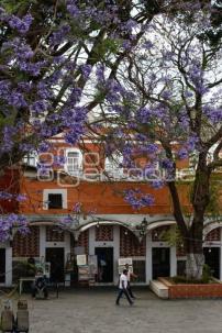 JACARANDAS