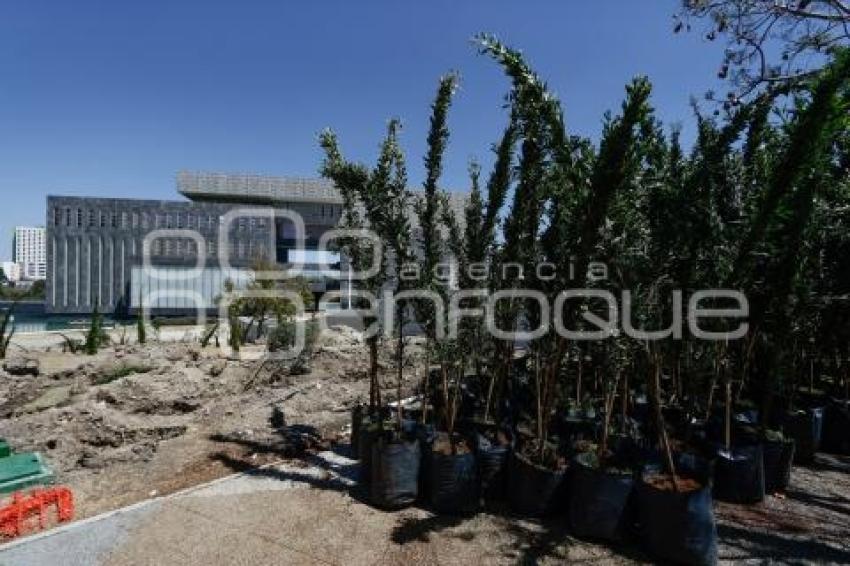 CIS . REFORESTACIÓN