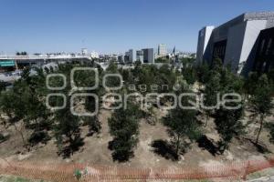 CIS . REFORESTACIÓN