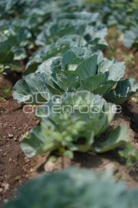 TLAXCALA . MÓDULO PRODUCCIÓN DE BIOINSUMOS