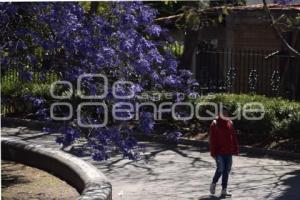 TLAXCALA . JACARANDAS