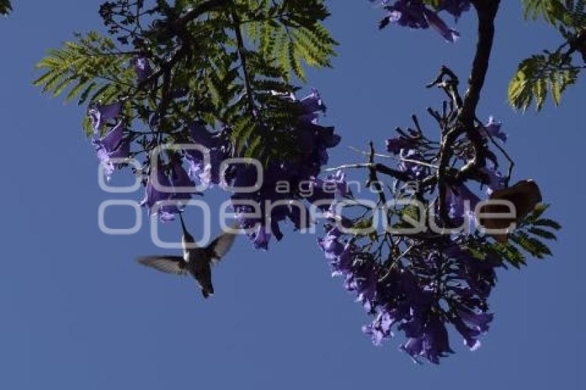 TLAXCALA . JACARANDAS