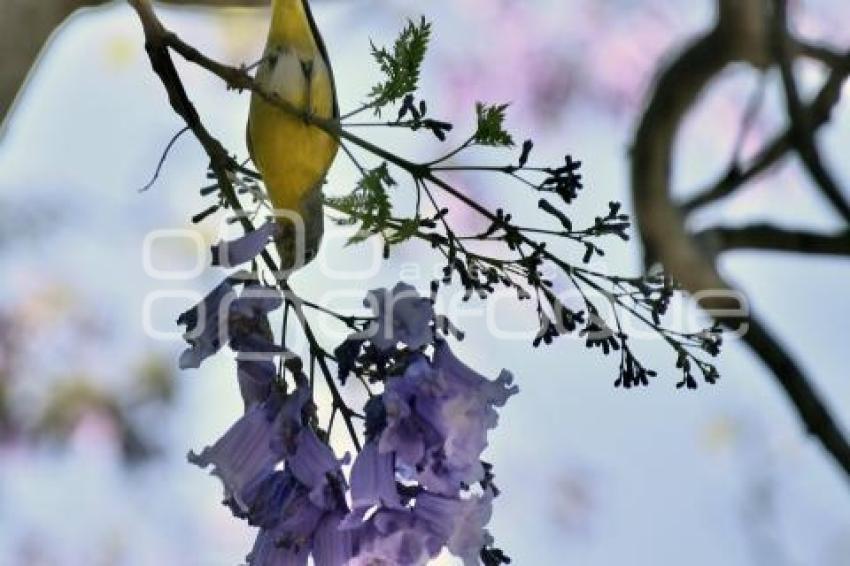 TLAXCALA . JACARANDAS