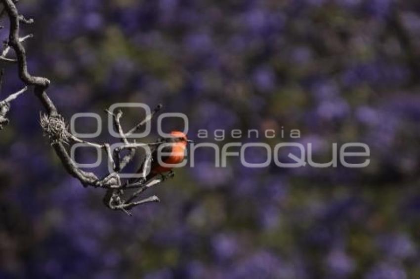 TLAXCALA . JACARANDAS