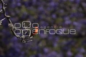 TLAXCALA . JACARANDAS