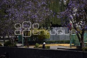 TLAXCALA . JACARANDAS