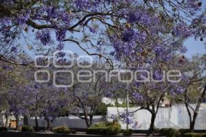 TLAXCALA . JACARANDAS