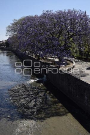 TLAXCALA . JACARANDAS