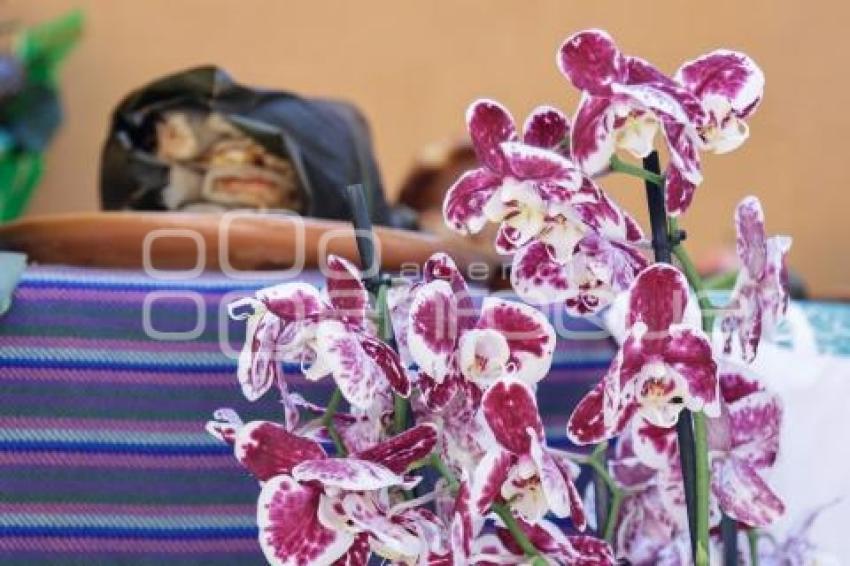 TURISMO . EXPO FLOR TENANGO